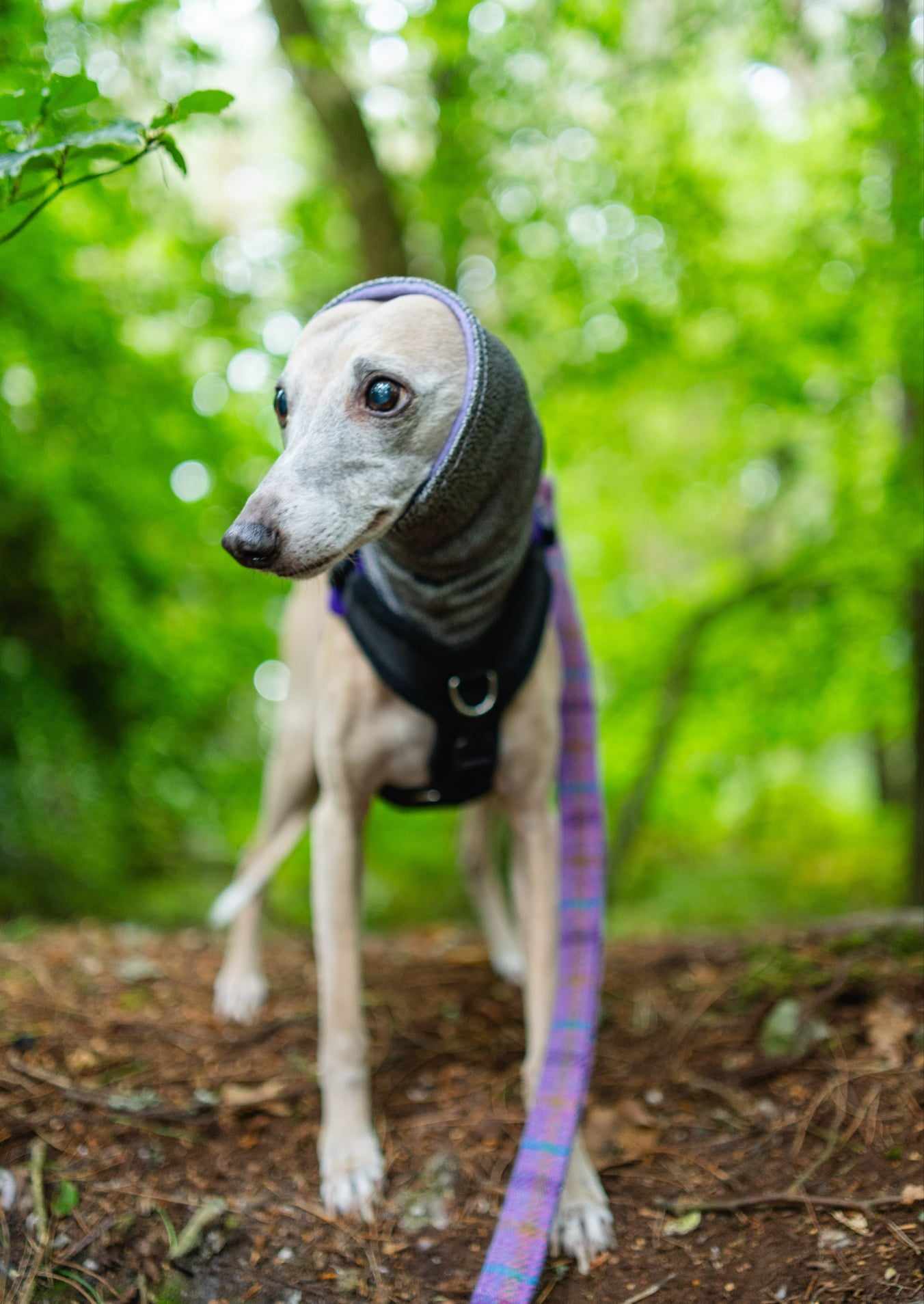 West & Jones safety dog snood in Small, in Lilac Heather Hound Snood.
