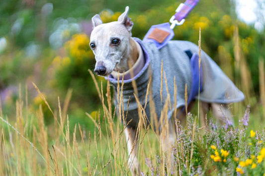 West & Jones safety dog coat, 45cm, in Lilac Heather Playcoat. 