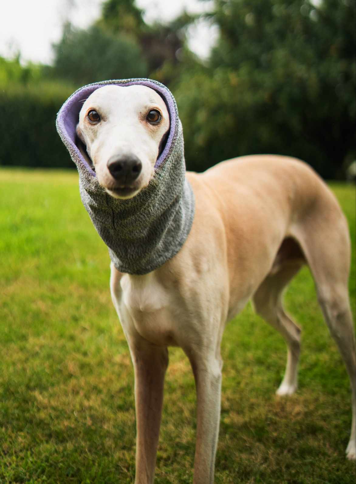 West & Jones Devon Snood- a safety snood to protector dogs from cuts, puncture and bite wounds. Medium, Lilac Heather.
