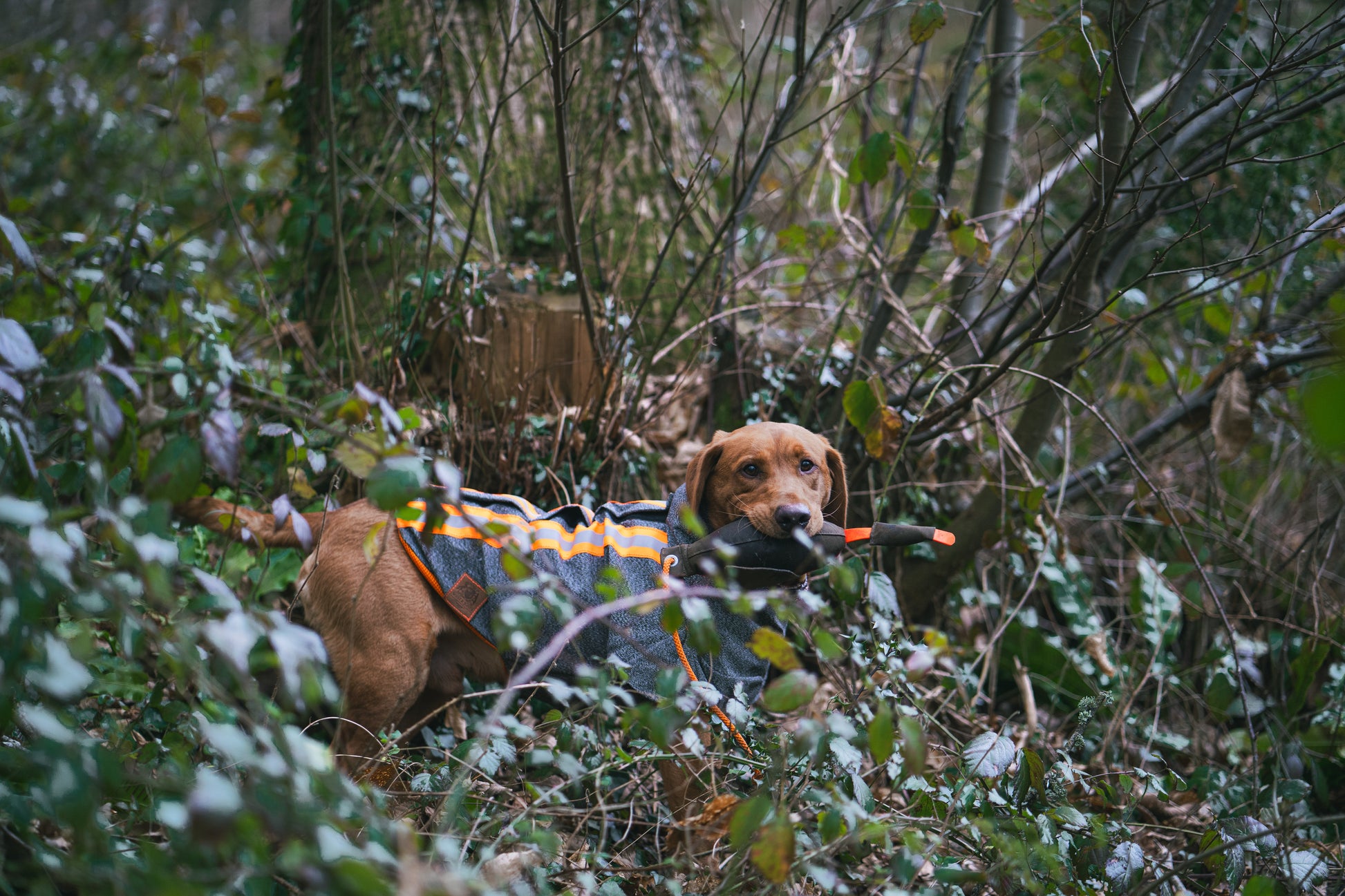 Labrador wearing armoured hunting jacket whilst being surrounded by dense foliage 
