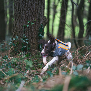 Gun Dog Spaniel running through brambles whilst being protected wearing armoured hunting jacket