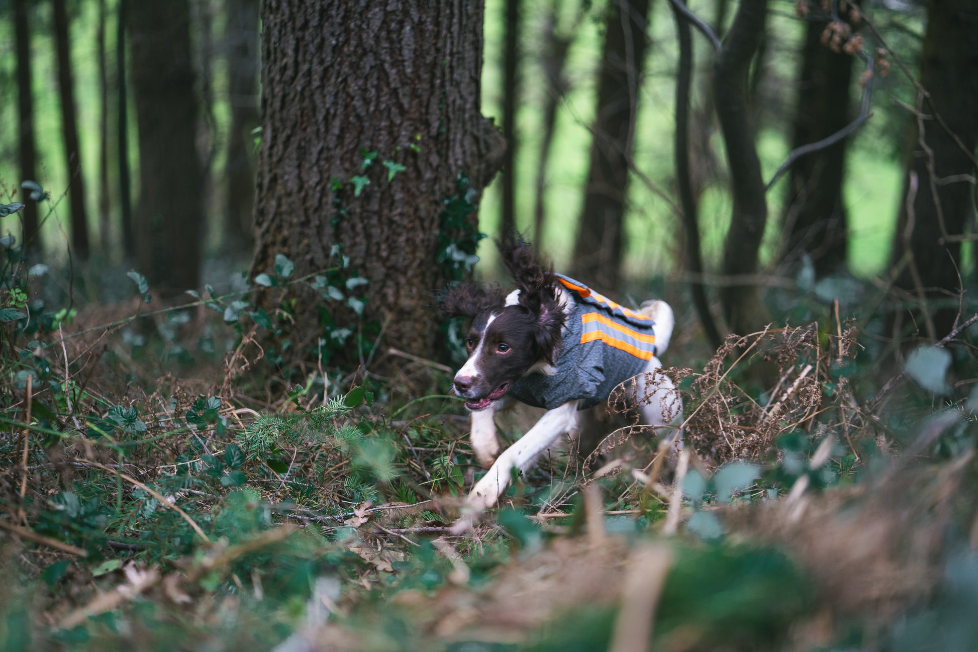 Gun Dog Spaniel running through brambles whilst being protected wearing armoured hunting jacket