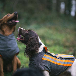 Labrador & Spaniel wearing their protective hunting jacket