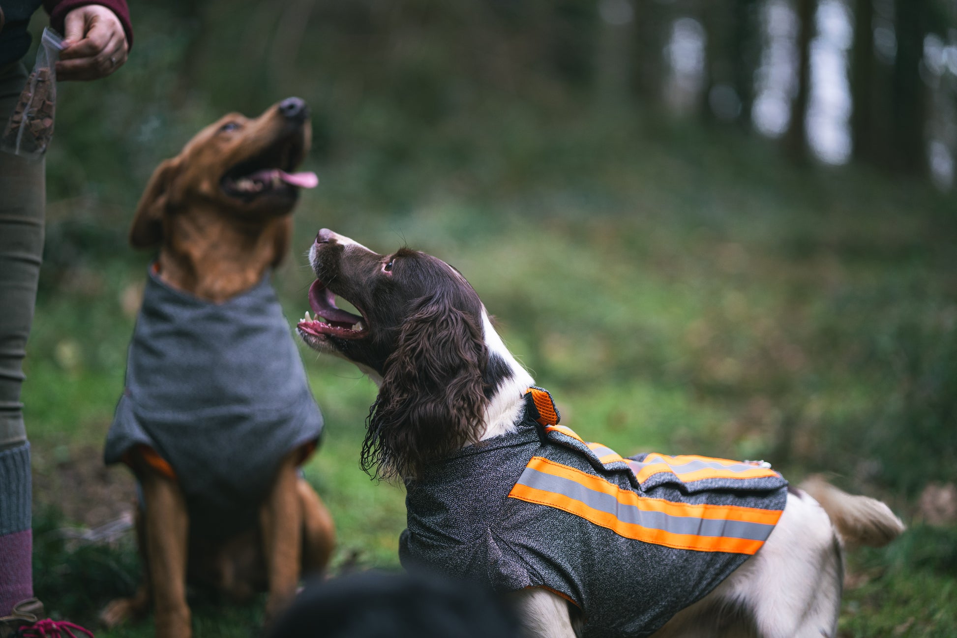 Labrador & Spaniel wearing their protective hunting jacket