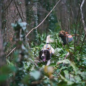 Gun dogs wearing armoured hunting coat in the forest training