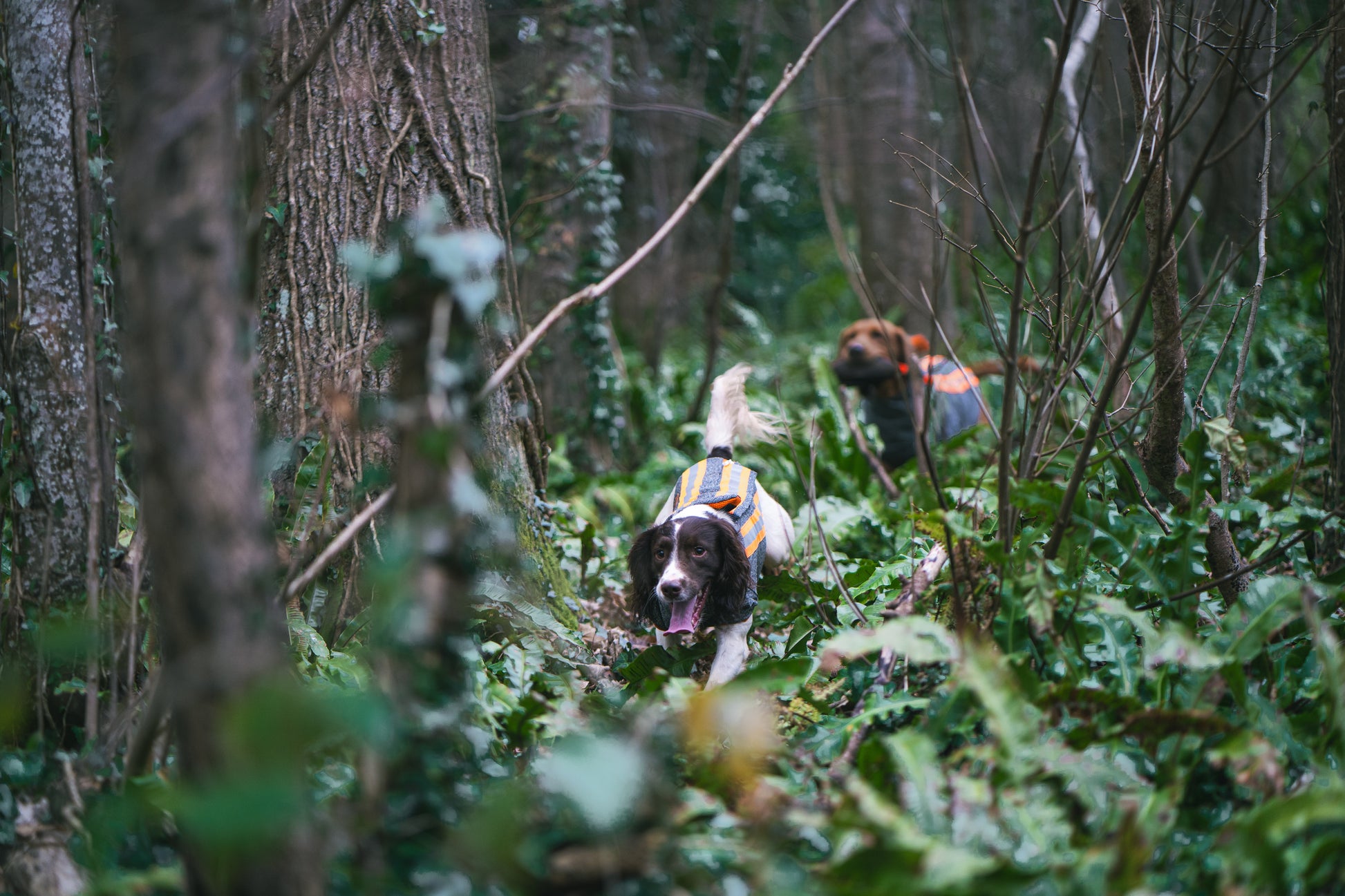 Gun dogs wearing armoured hunting coat in the forest training