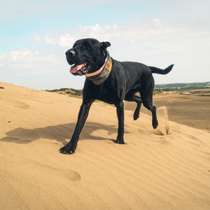 Devon Snood