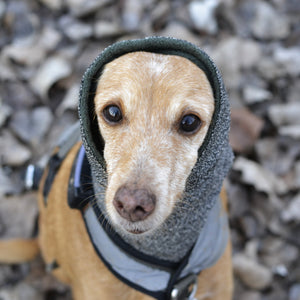 Hound Snood