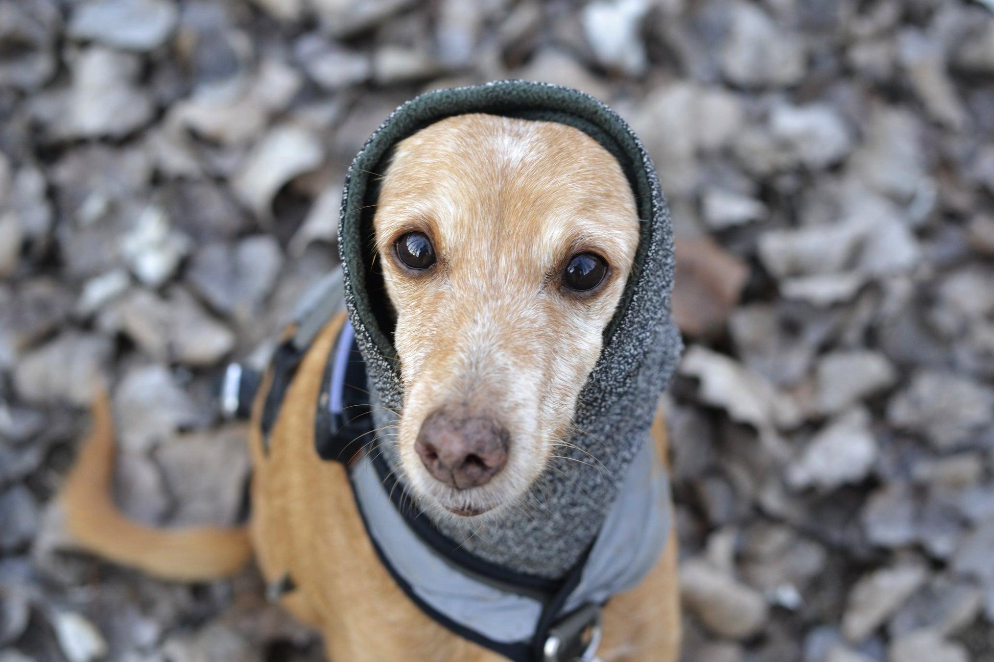 Hound Snood