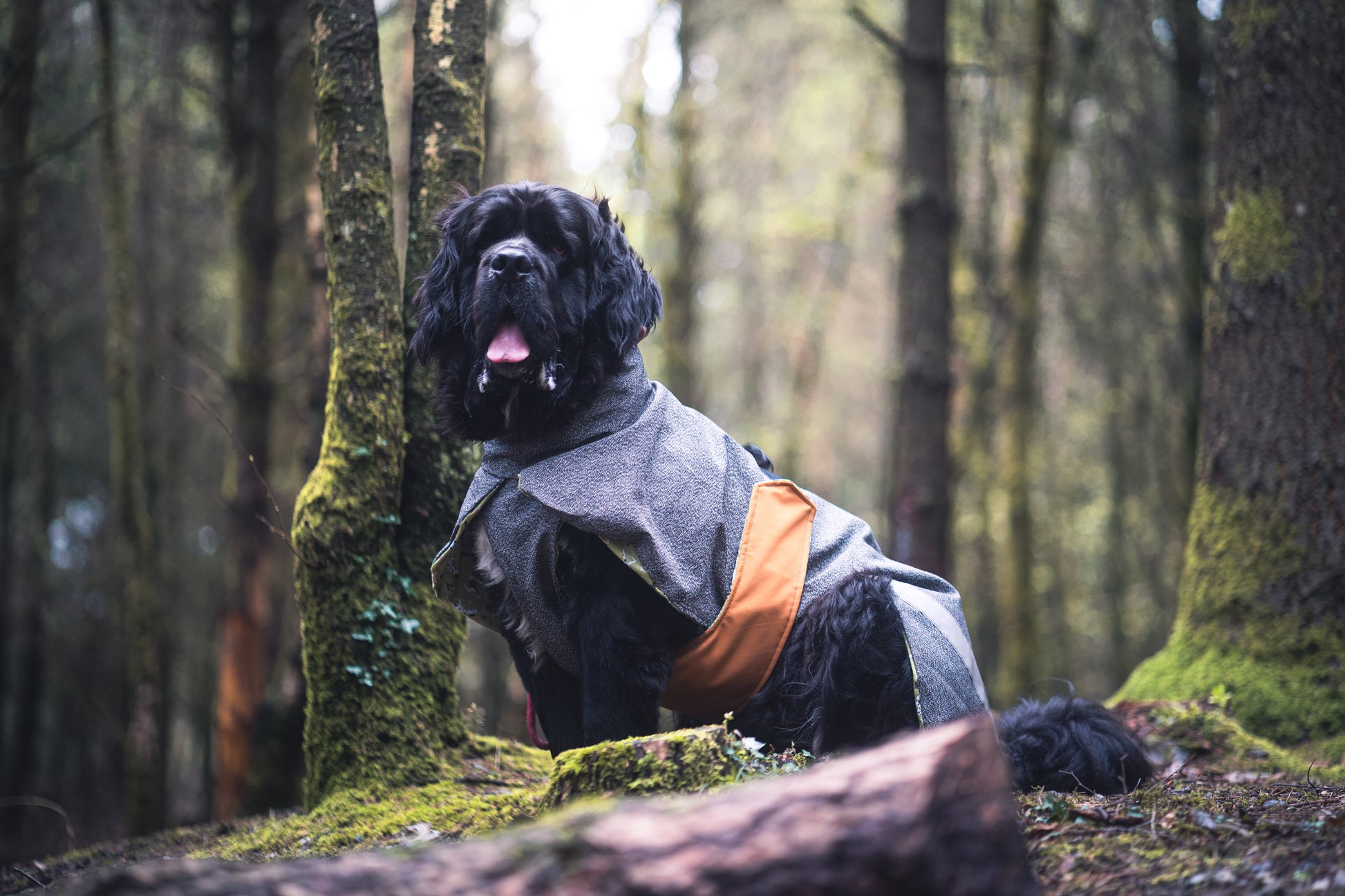 Dog Barbour Way Of Life Cotton Playcoat- All In One Safety, Armour