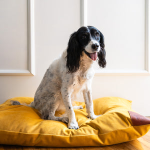 Tough dog bed made for chewers UK