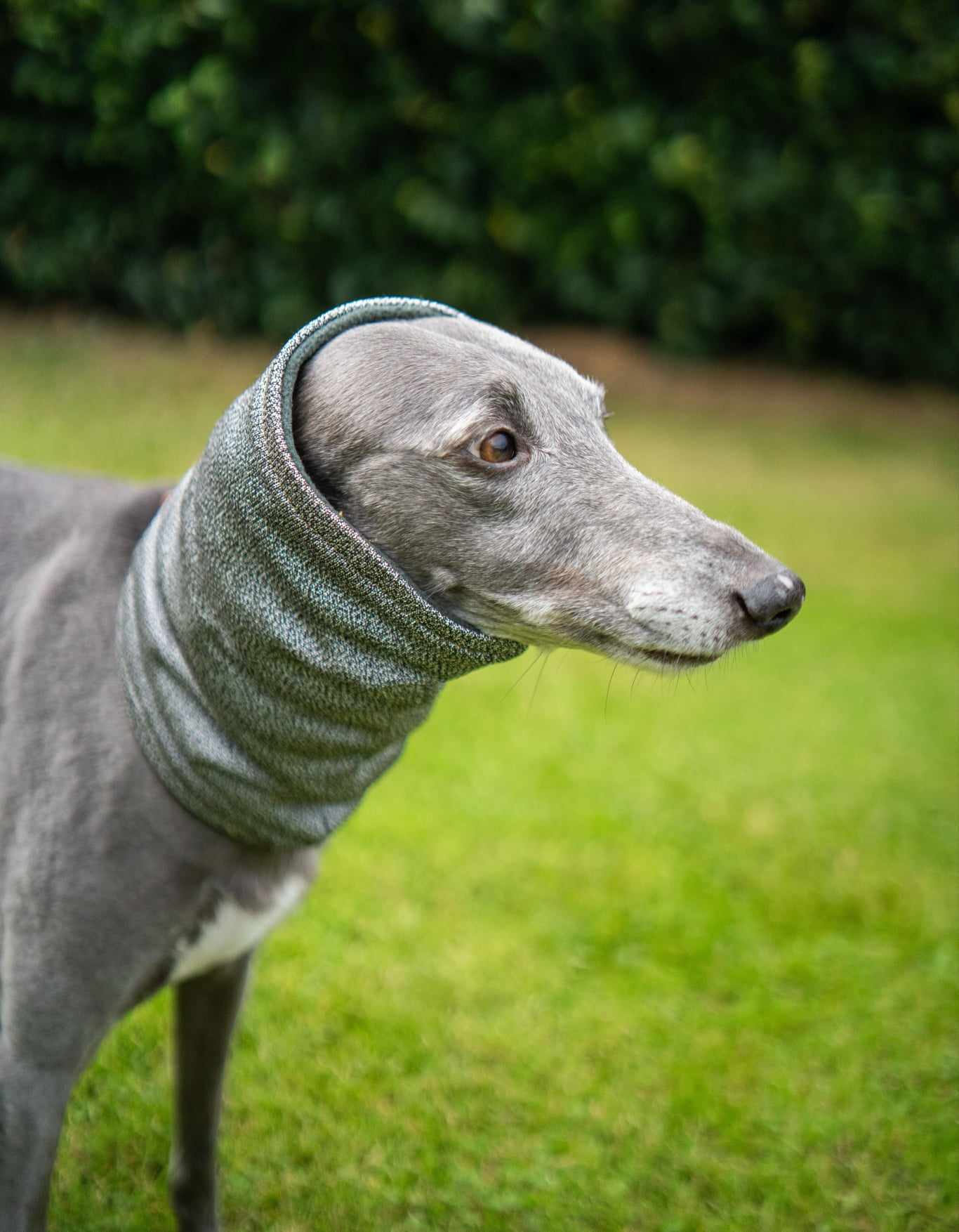 West & Jones safety dog snood in Medium, in Moss Green Hound Snood.