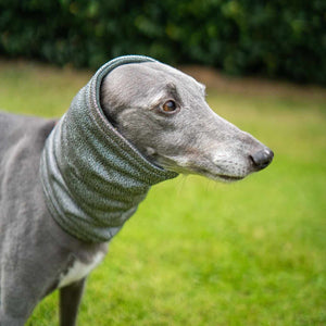 West & Jones safety dog snood in Medium, in Moss Green Hound Snood.