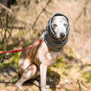 West & Jones safety dog snood in Medium, in Moss Green Hound Snood.. 