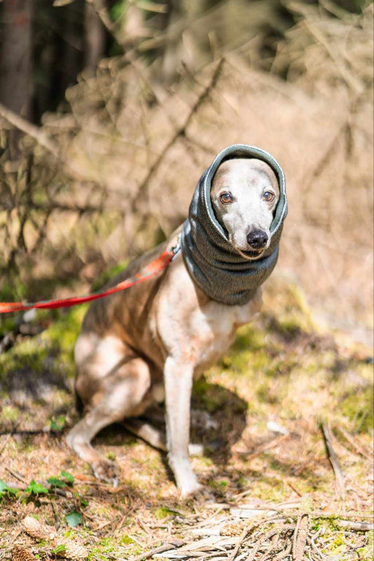 Greyhound coats and clearance snoods