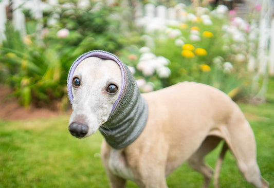 West & Jones safety dog snood in Small, in Lilac Heather Hound Snood.