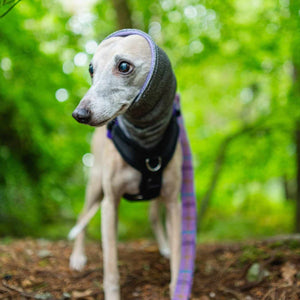 West & Jones safety dog snood in Small, in Lilac Heather Hound Snood.