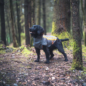 Gun dog wearing the Buddy, protective hunting jacket whilst in the forest