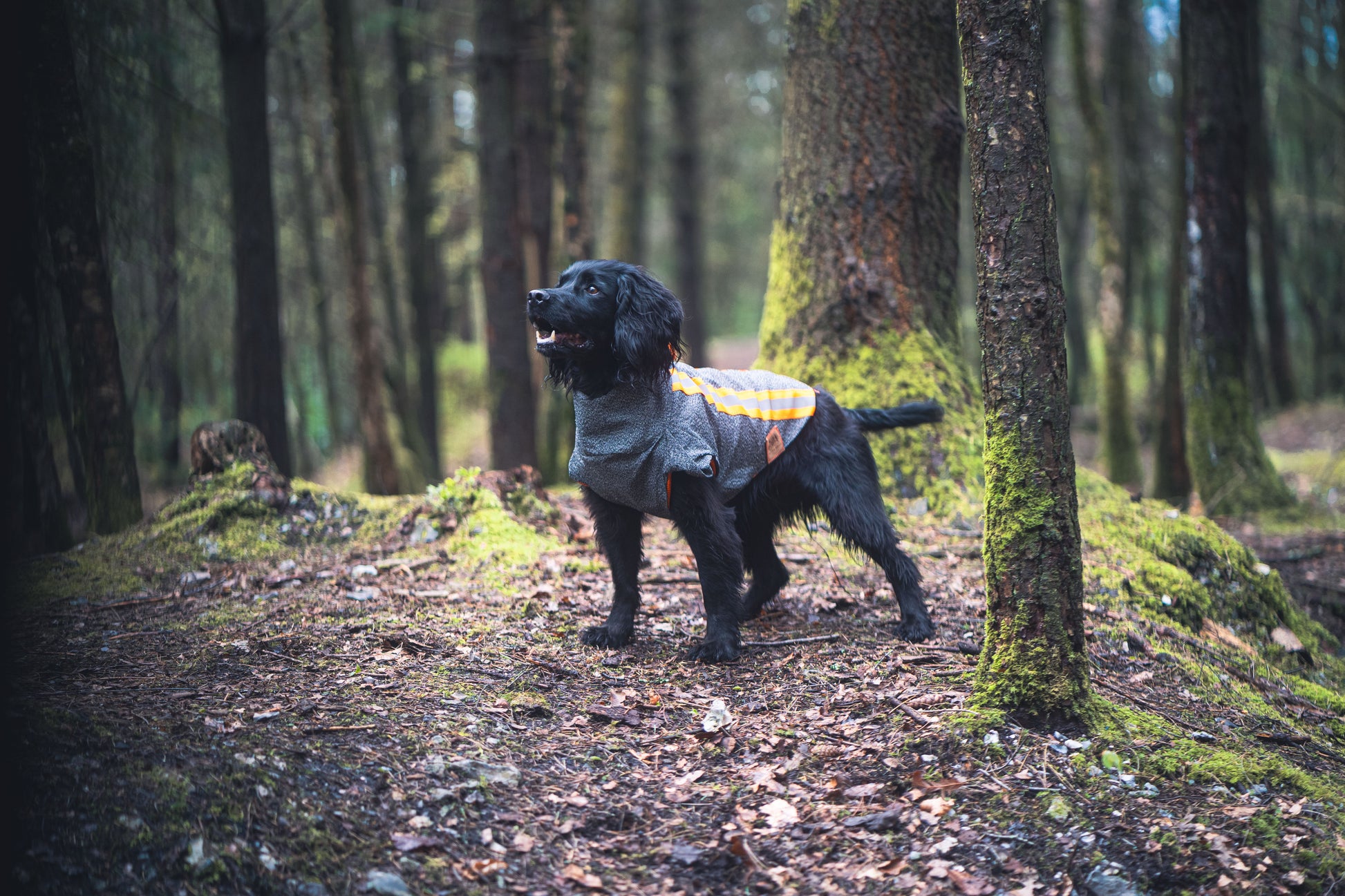 Gun dog wearing the Buddy, protective hunting jacket whilst in the forest