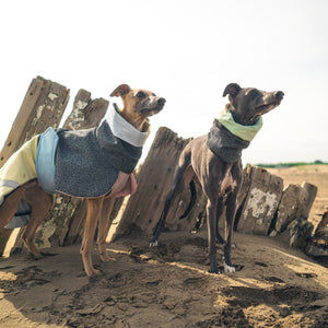 Snood pour chien 