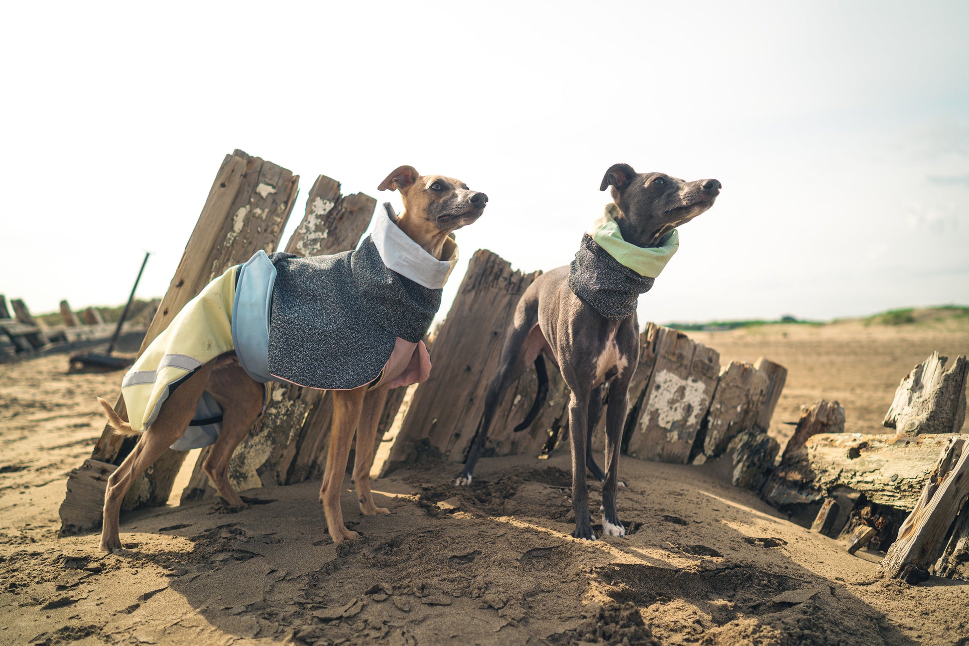 Snood pour chien 