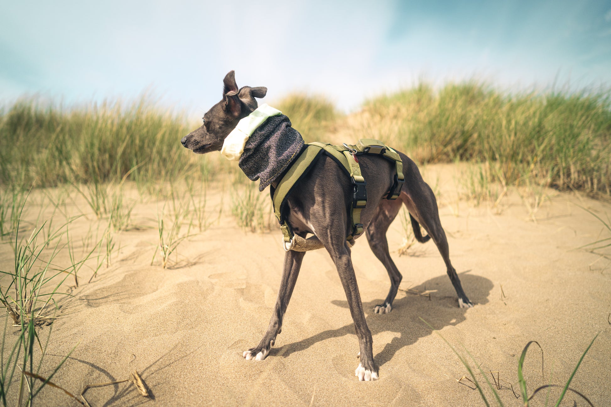 Snood pour chien 