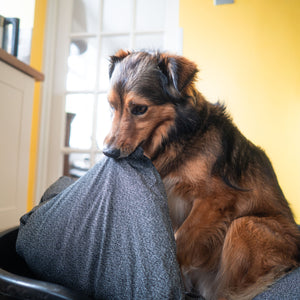 Tough, chew proof dog bed