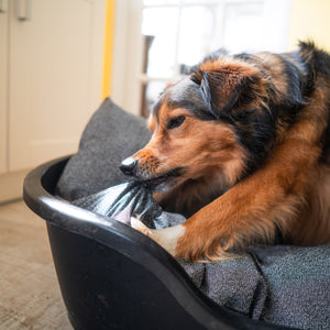 Dog chewing indestructible dog bed, the chew-proof dog beds
