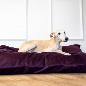 Dog laying on a dog bed made out of Kevlar- a stronger fabric than kevlar