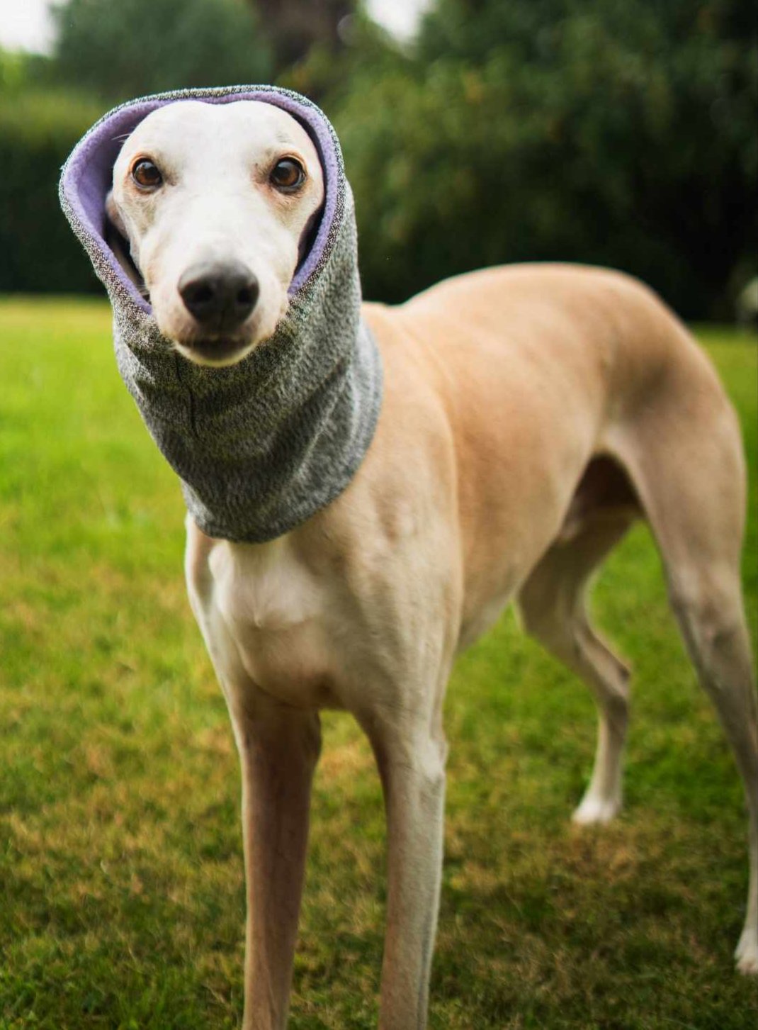 West & Jones Devon Snood- a safety snood to protector dogs from cuts, puncture and bite wounds. Medium, Lilac Heather.