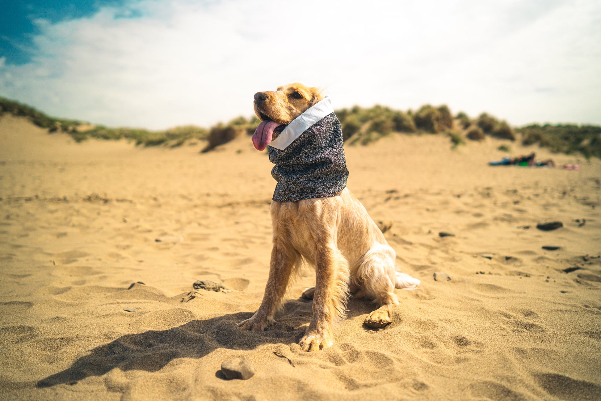 Devon Snood